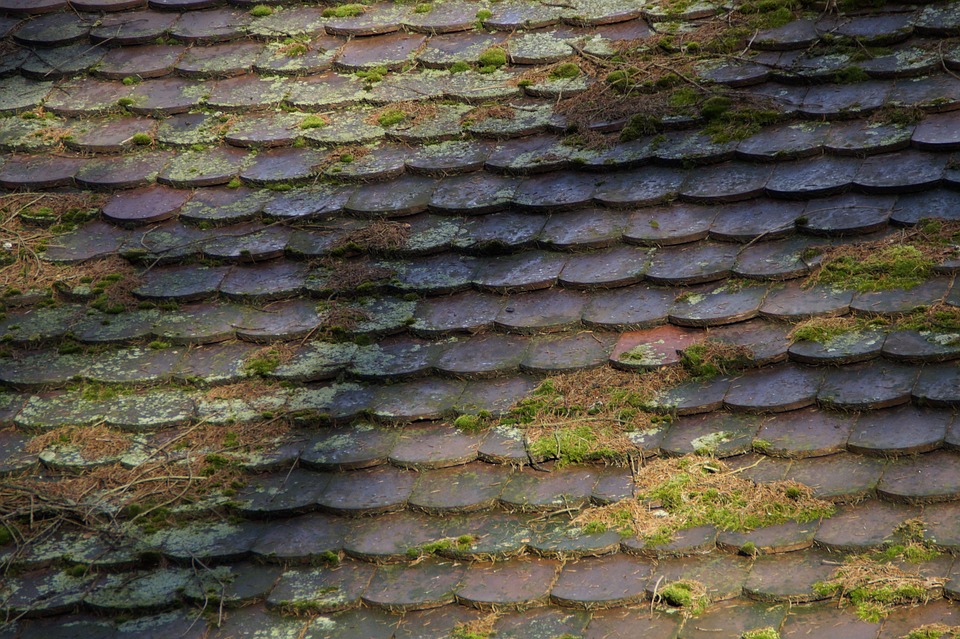 Why Moss On Your Roof is Bad, and What You Need To Do About It | CKG Contractors | Parsippany NJ