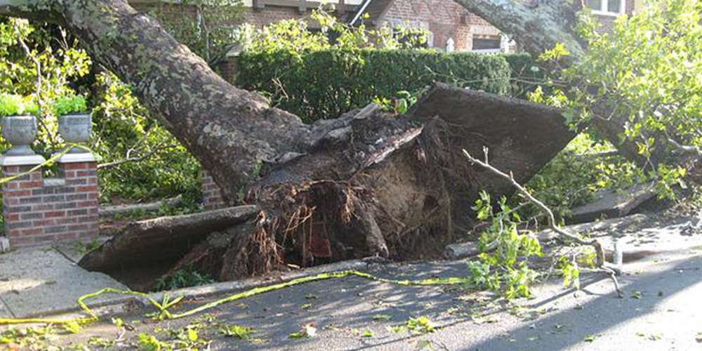 What to Do When a Tree Falls on Your Roof | CKG Contractors Inc