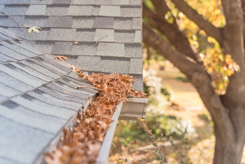 Front Yard Clogged Gutter Near Roof Shingles Of Residential House